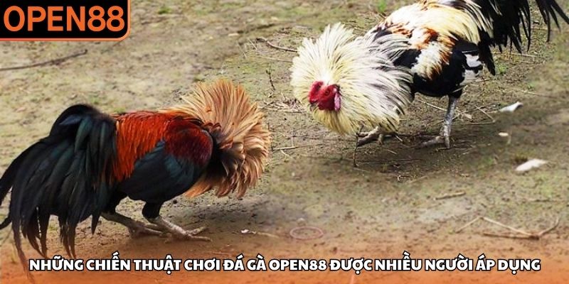 Những chiến thuật chơi đá gà OPEN88 được nhiều người áp dụng Đá gà OPEN88