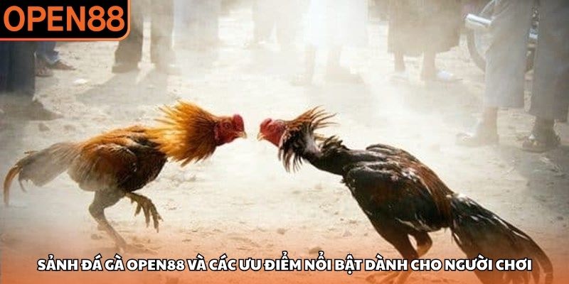 Sảnh đá gà OPEN88 và các ưu điểm nổi bật dành cho người chơi Đá gà OPEN88