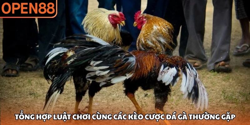 Tổng hợp luật chơi cùng các kèo cược đá gà thường gặp Đá gà OPEN88